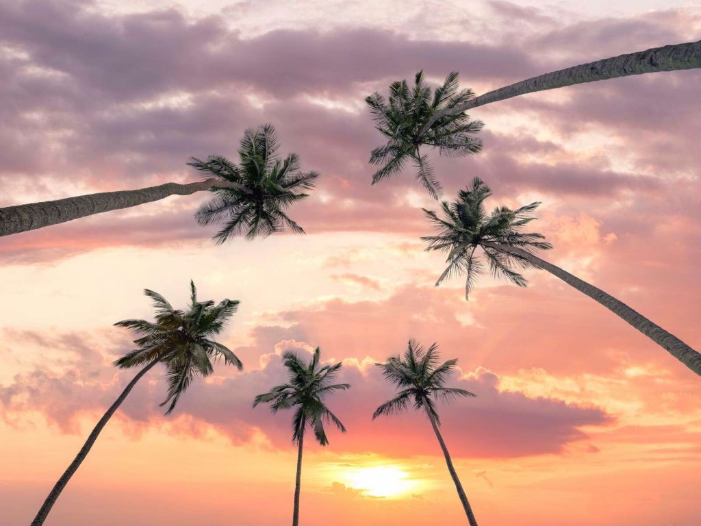 Palmbomen bij roze zonsondergang