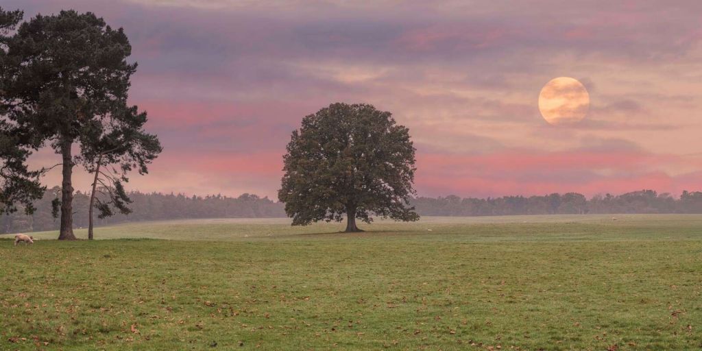 Maan boven stil natuurlandschap