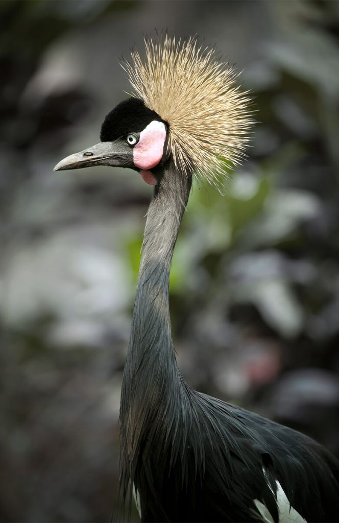 Kraanvogel close-up
