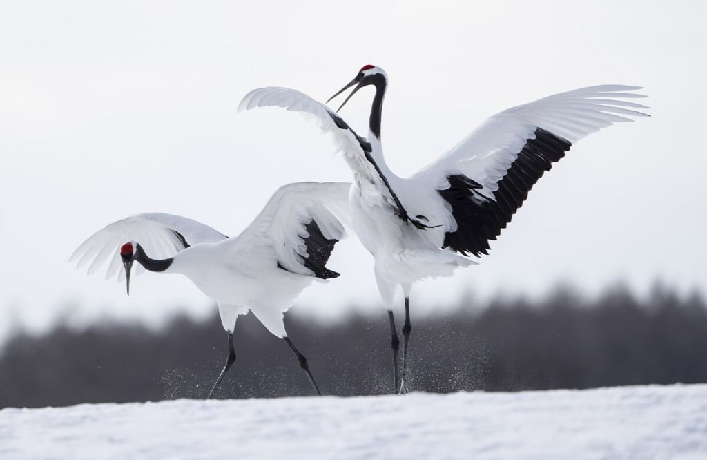 Spelende kraanvogels