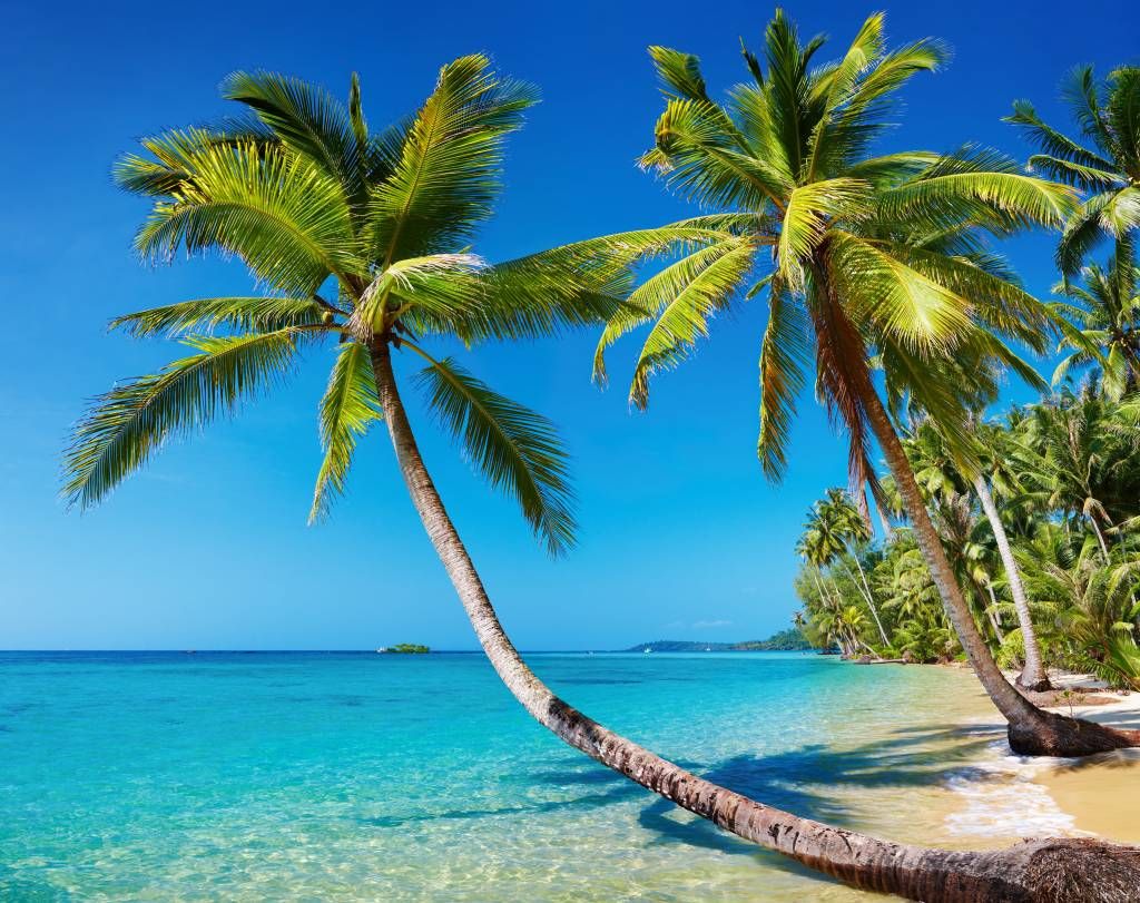 Palmbomen - Caribbean - Slaapkamer