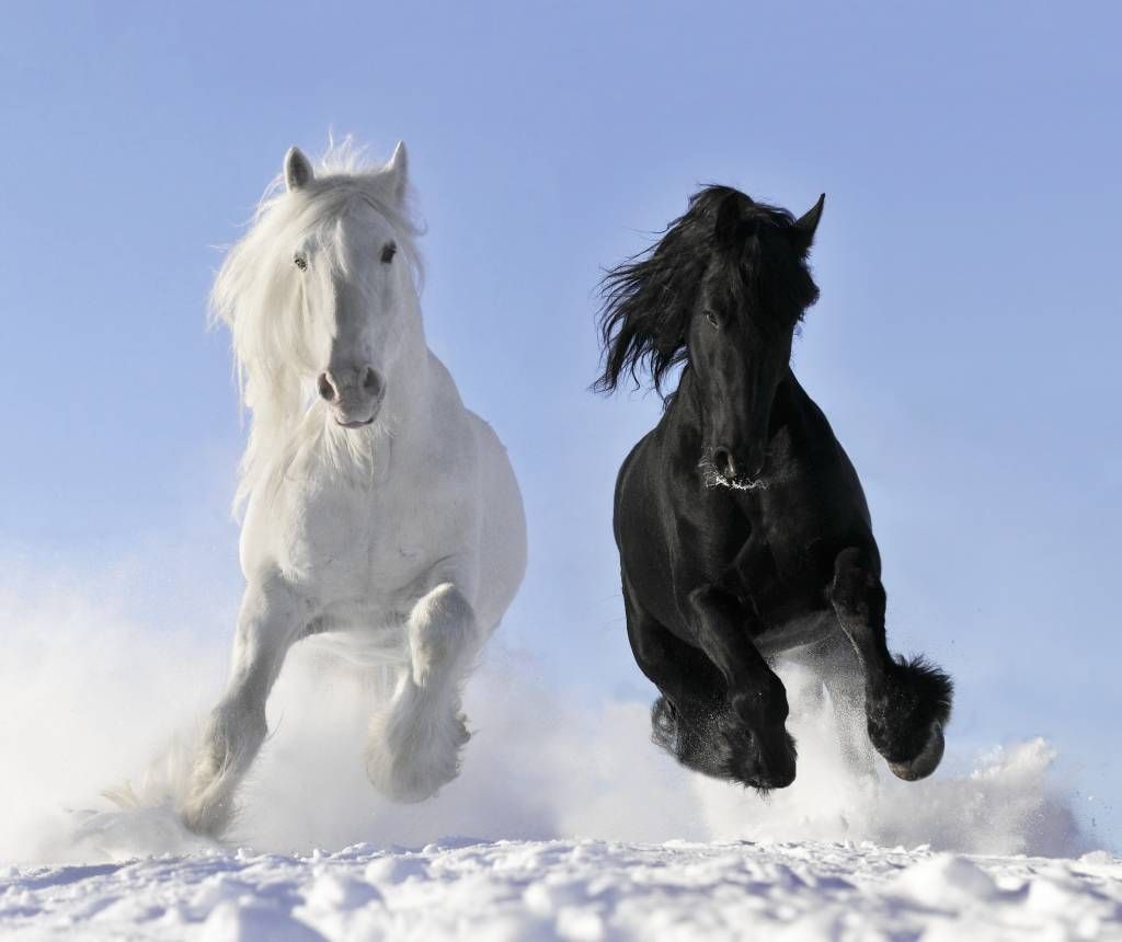 Paarden - Wit en een zwart paard - Tienerkamer