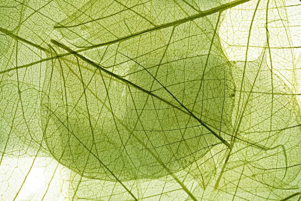 Bladeren - Behang met groene bladeren  - Slaapkamer