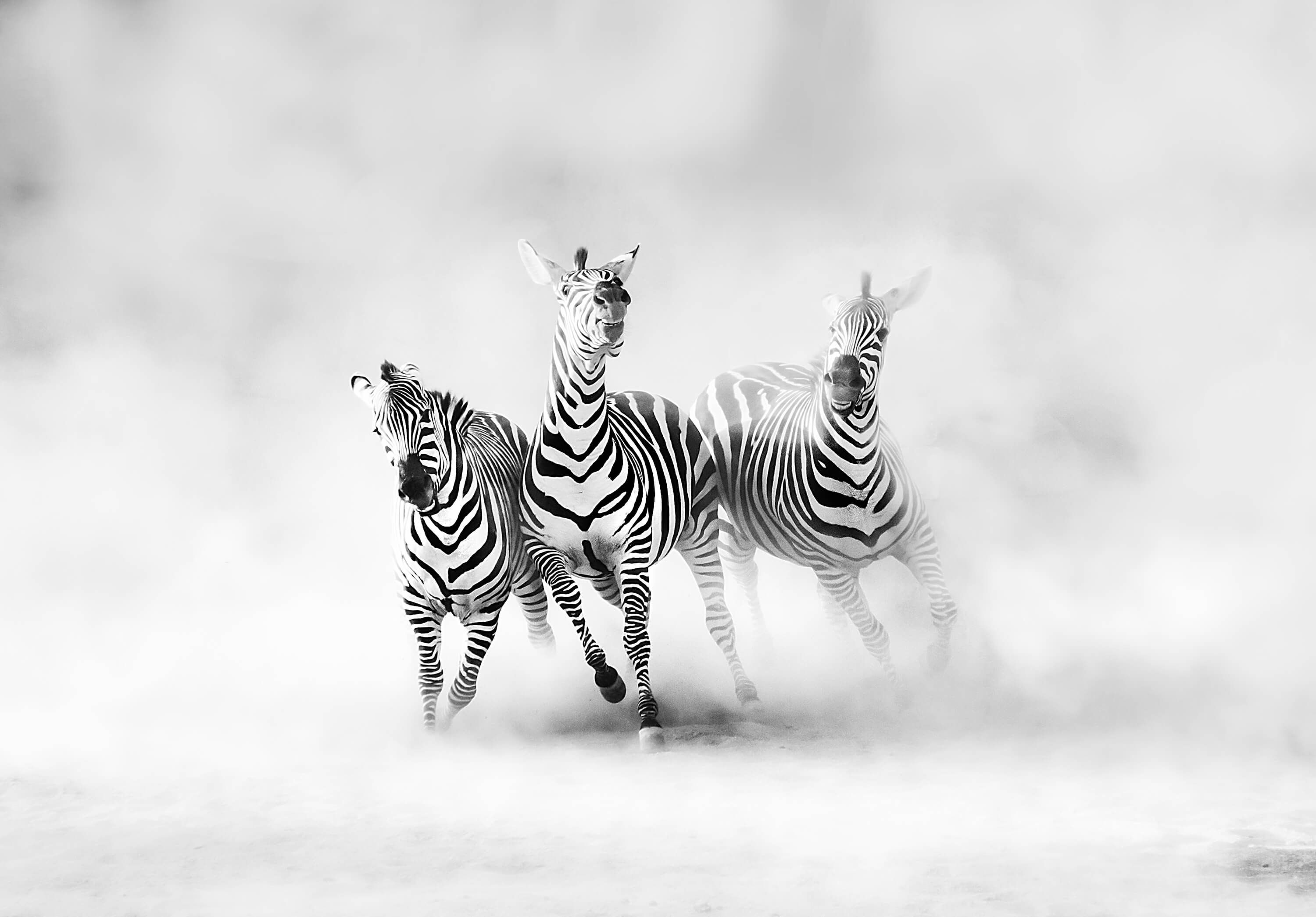 Wilde dieren Zebras