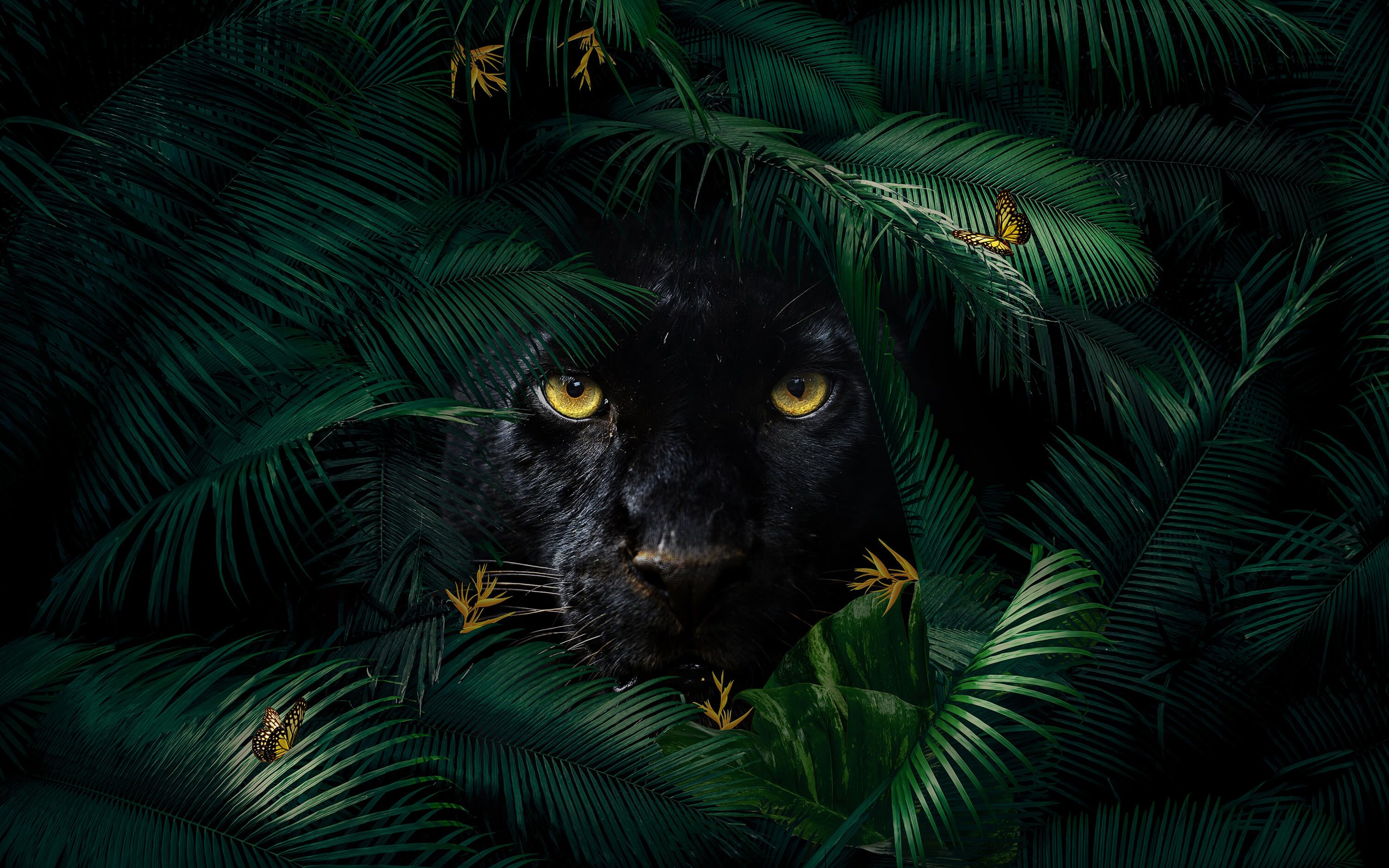 wallpaper Jungle Panther