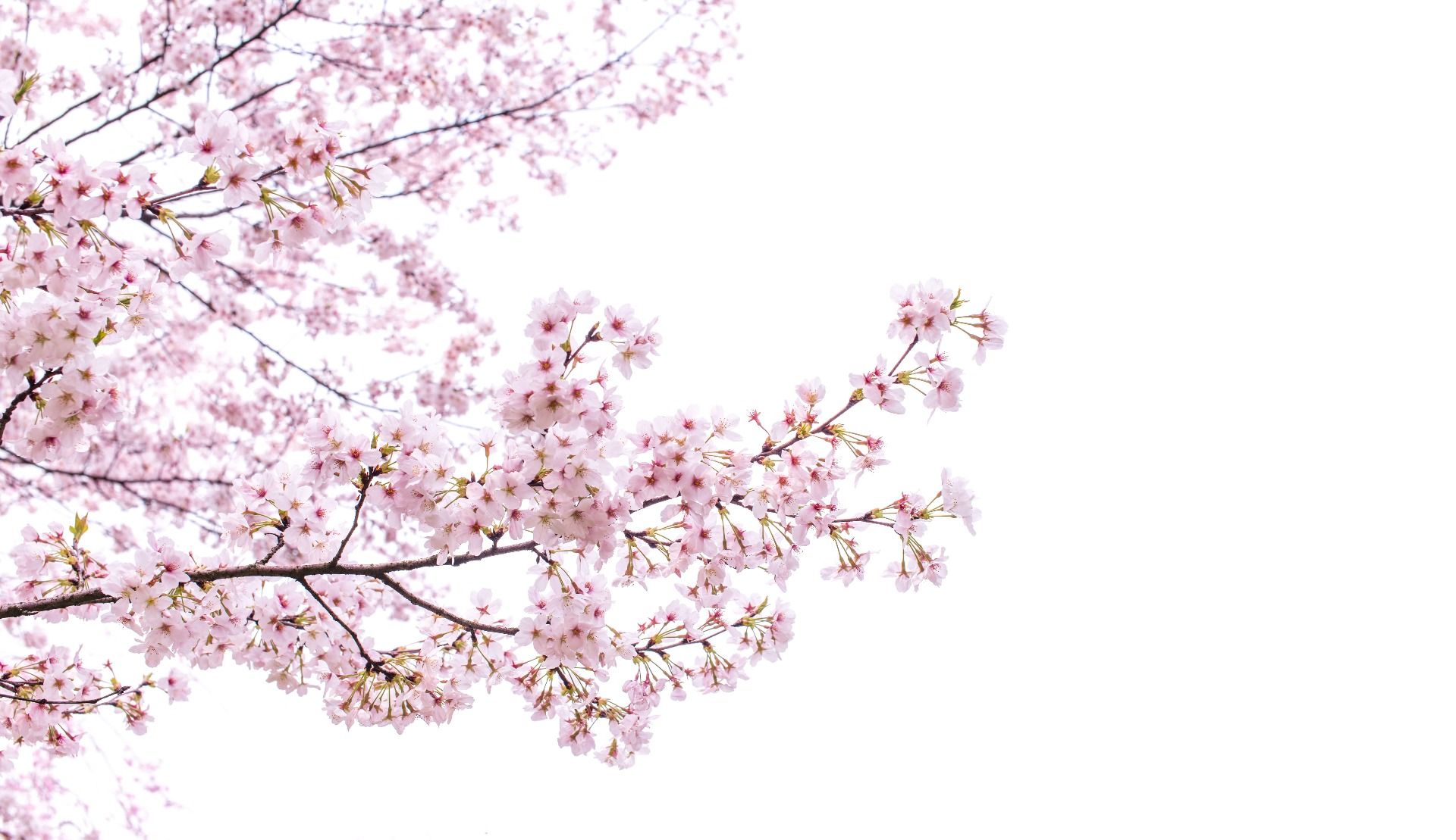 Roze bloesem takken