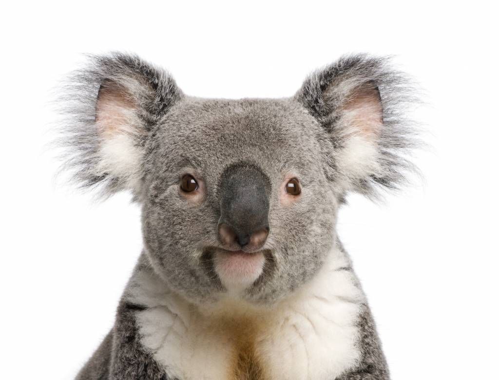 Foto van een koala main product photo