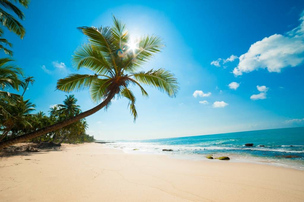 Grote palmboom main product photo