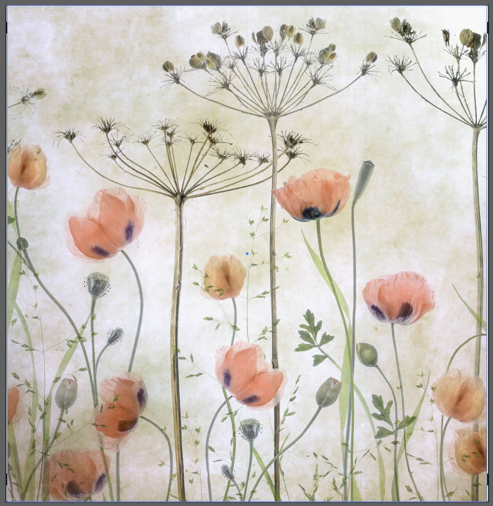 Poppy Meadow- outlet - 280 x 290 cm main product photo