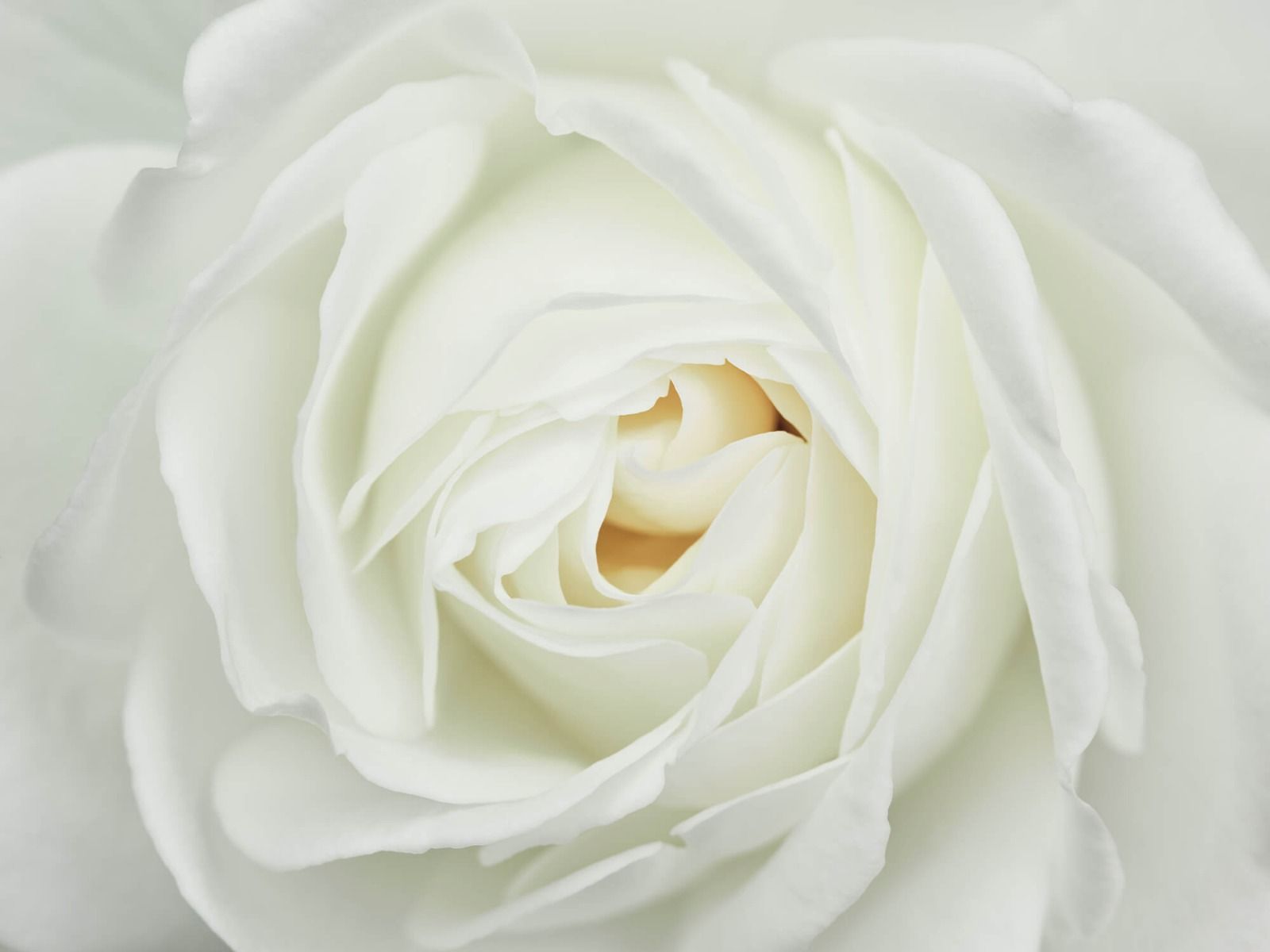Witte roos 