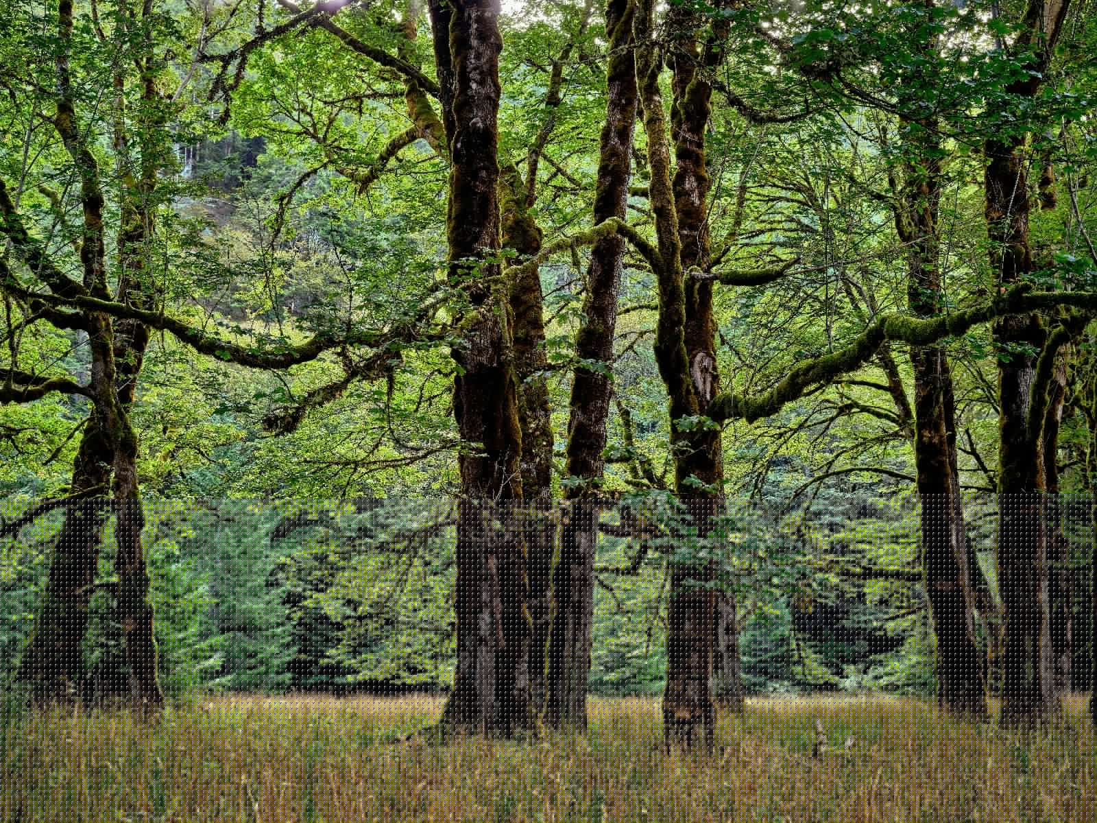 Bomen met mos 