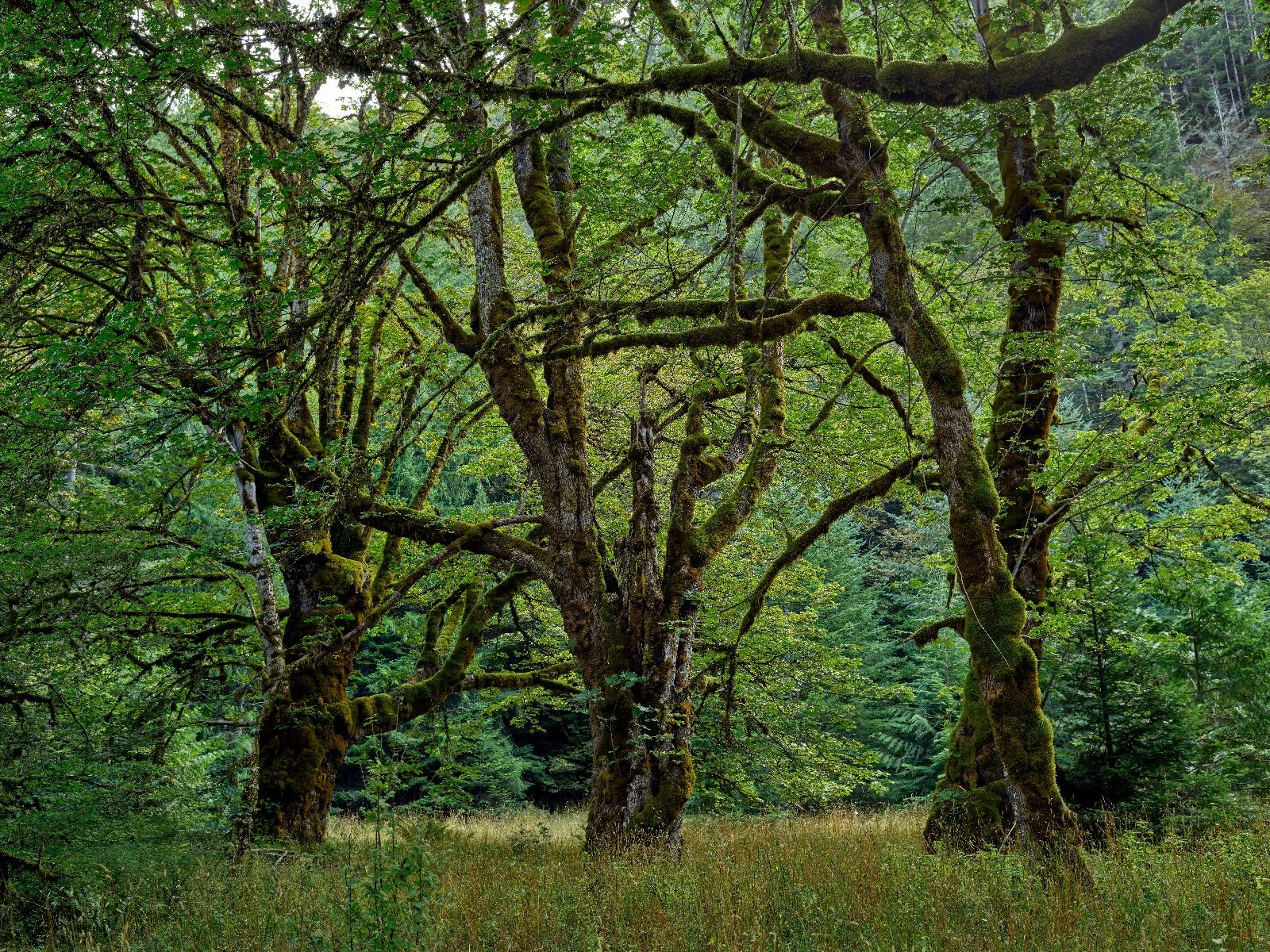 Oude bomen 