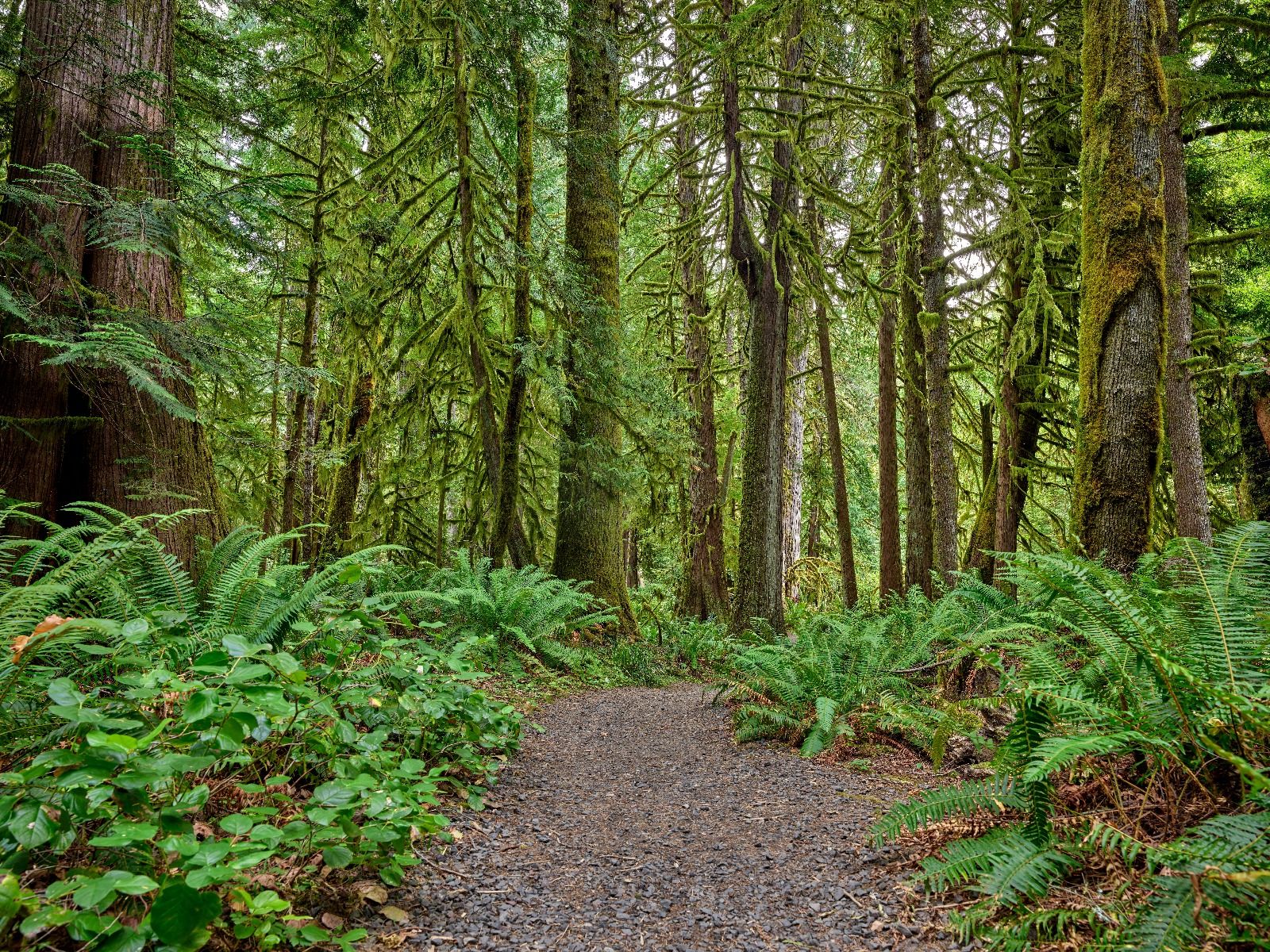 Pad met steentjes door het bos 