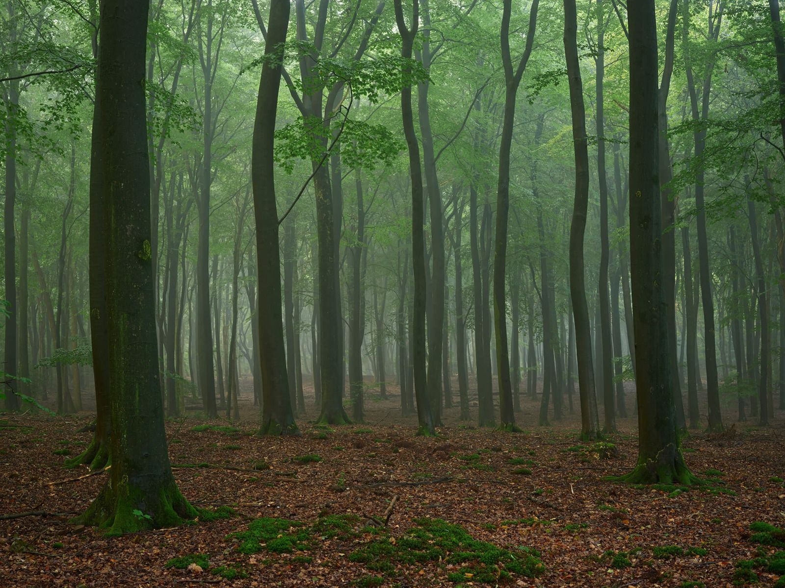 Mist in het bos