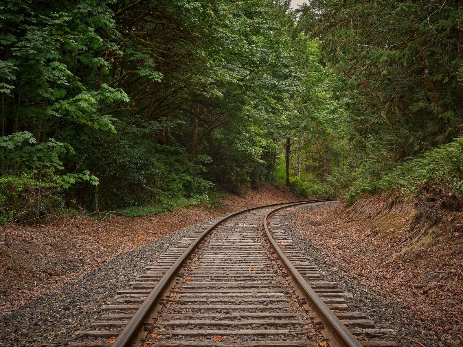 Spoorlijn door het bos