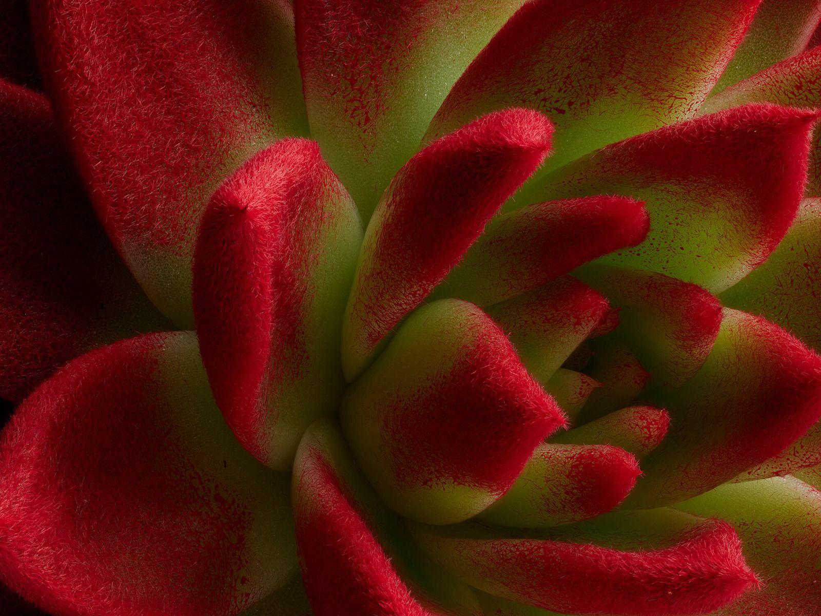 Rode cactus