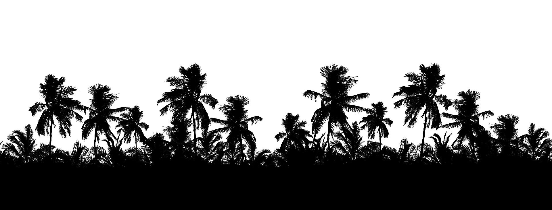 Silhouette palmbomen