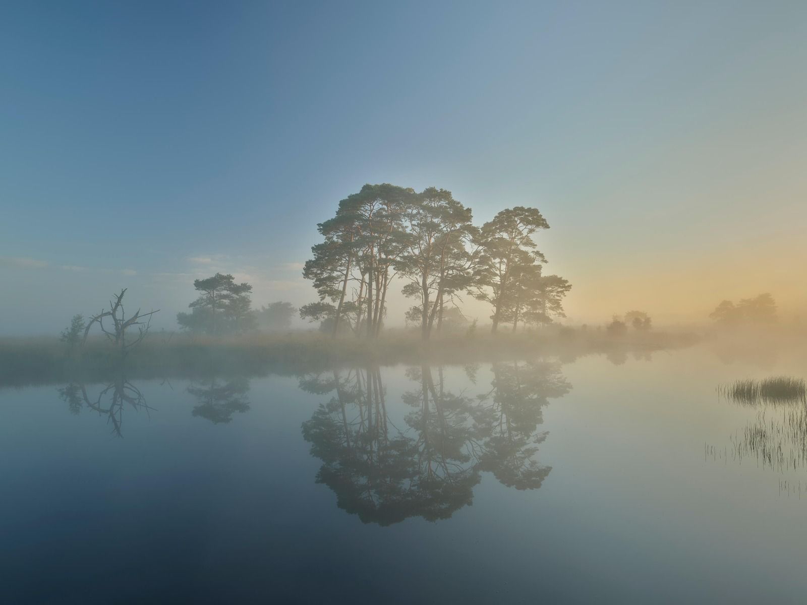 Mist in heidegebied