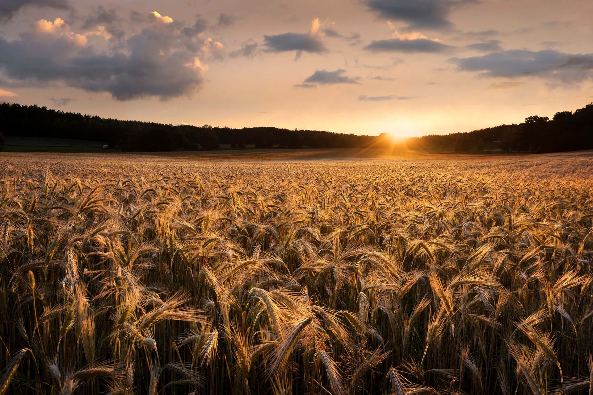 Fields of gold main product photo