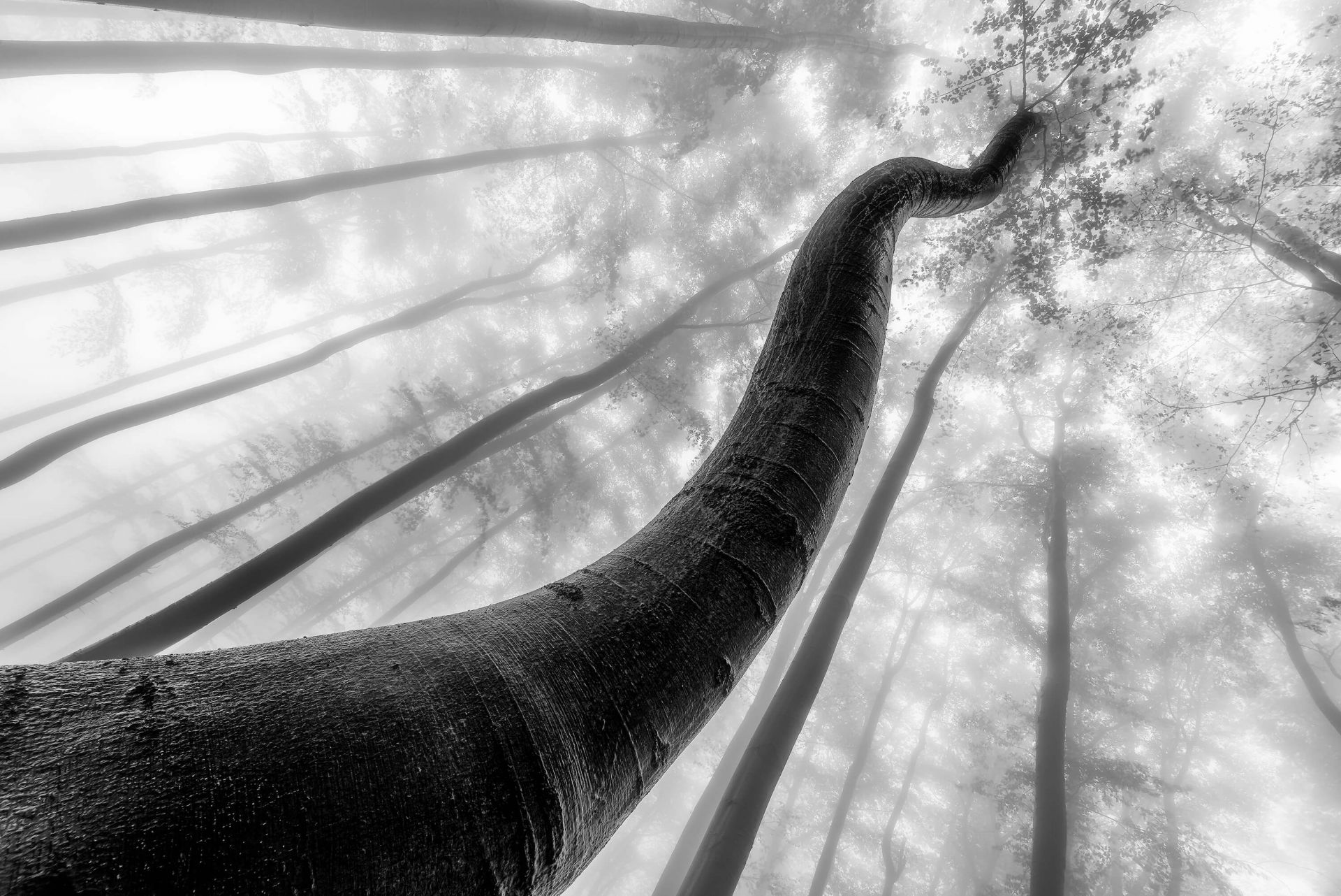 Tree shapes main product photo