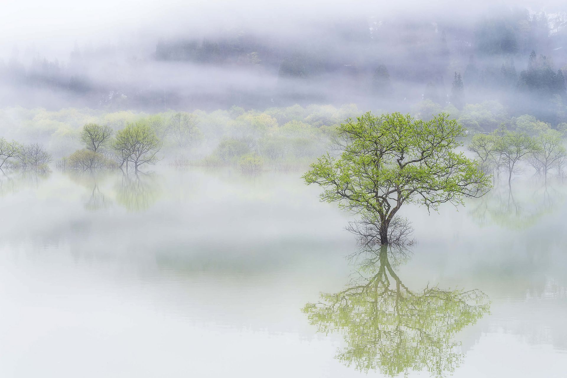 Dreamy tree main product photo