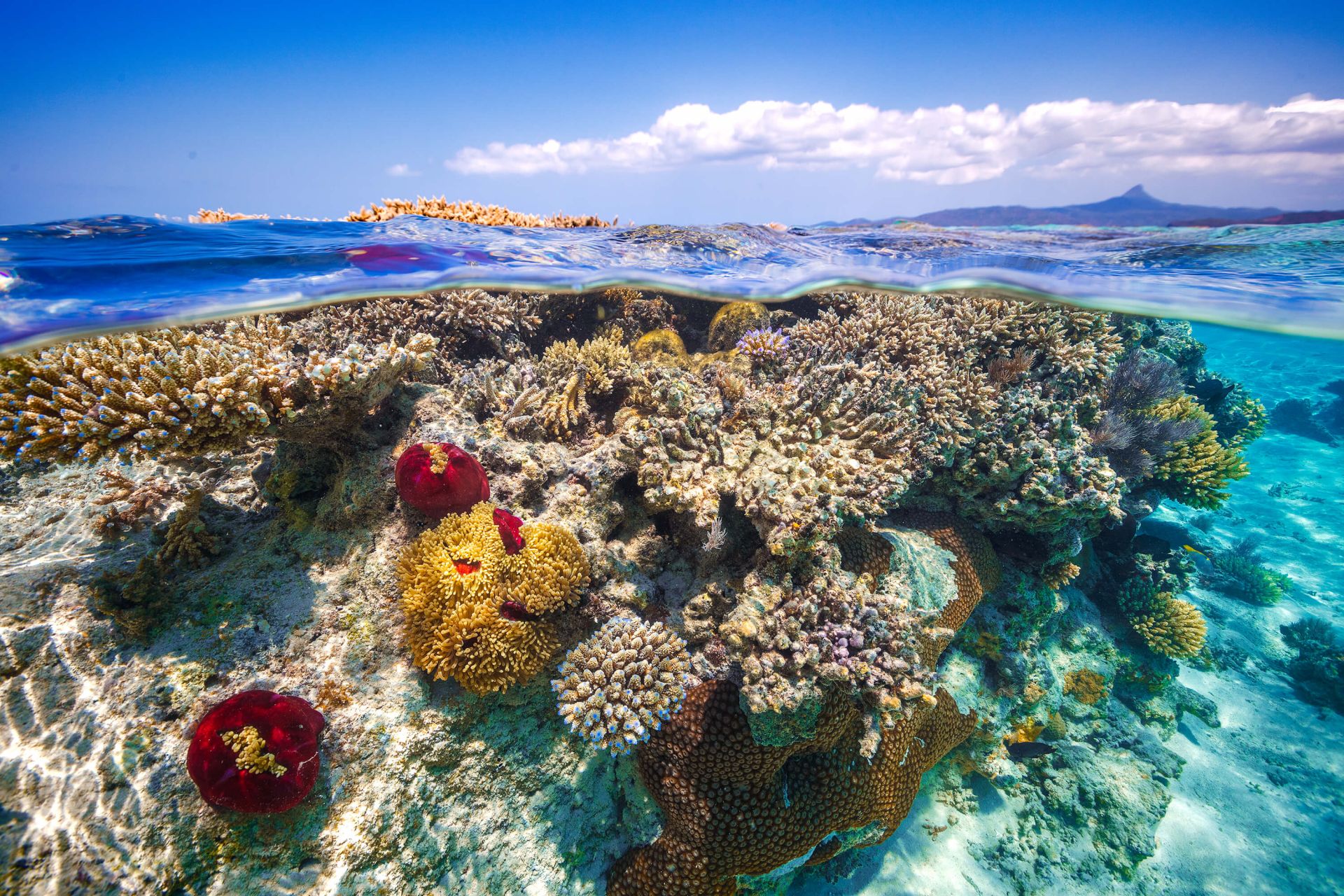 Mayotte : The Reef main product photo