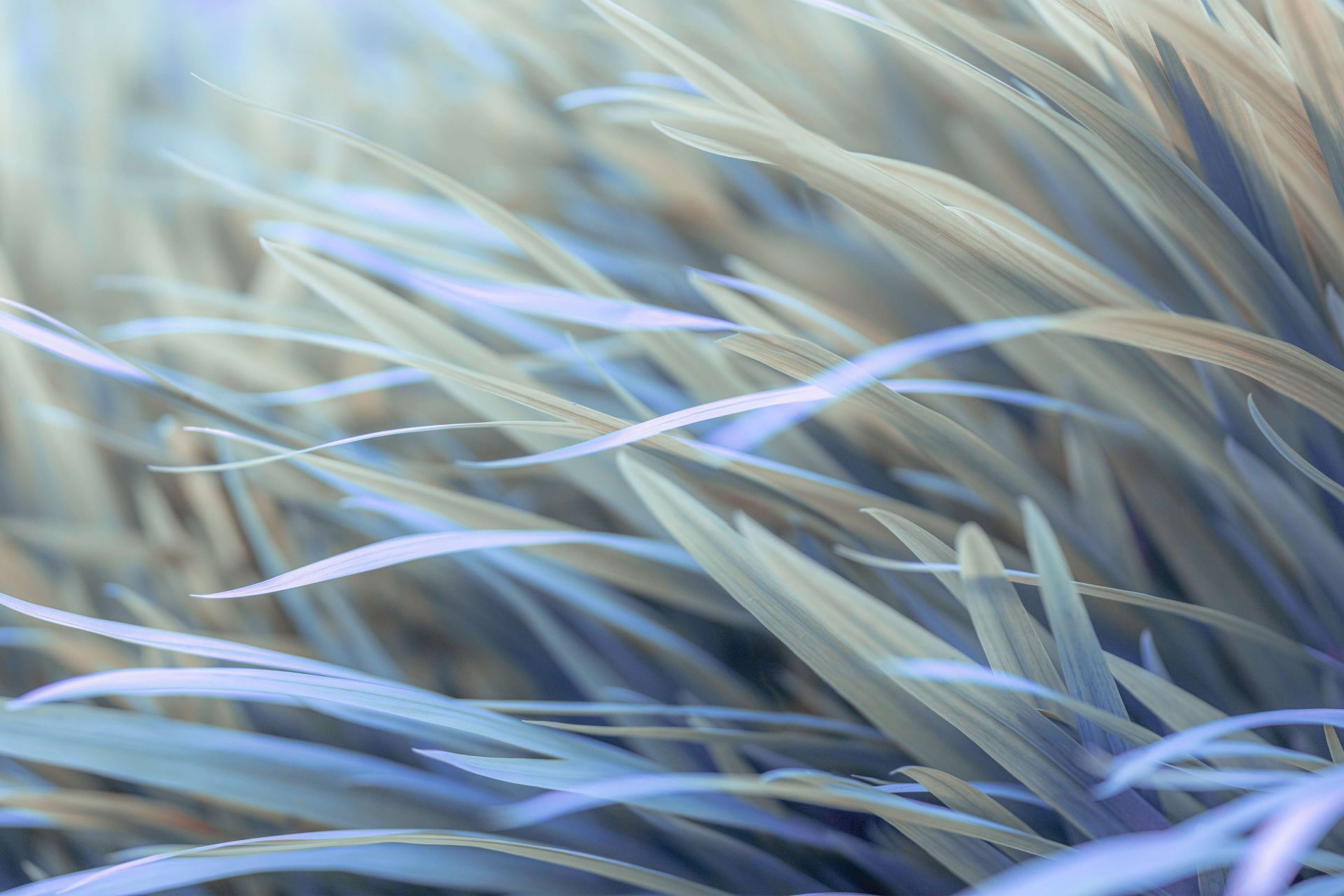 Grass main product photo