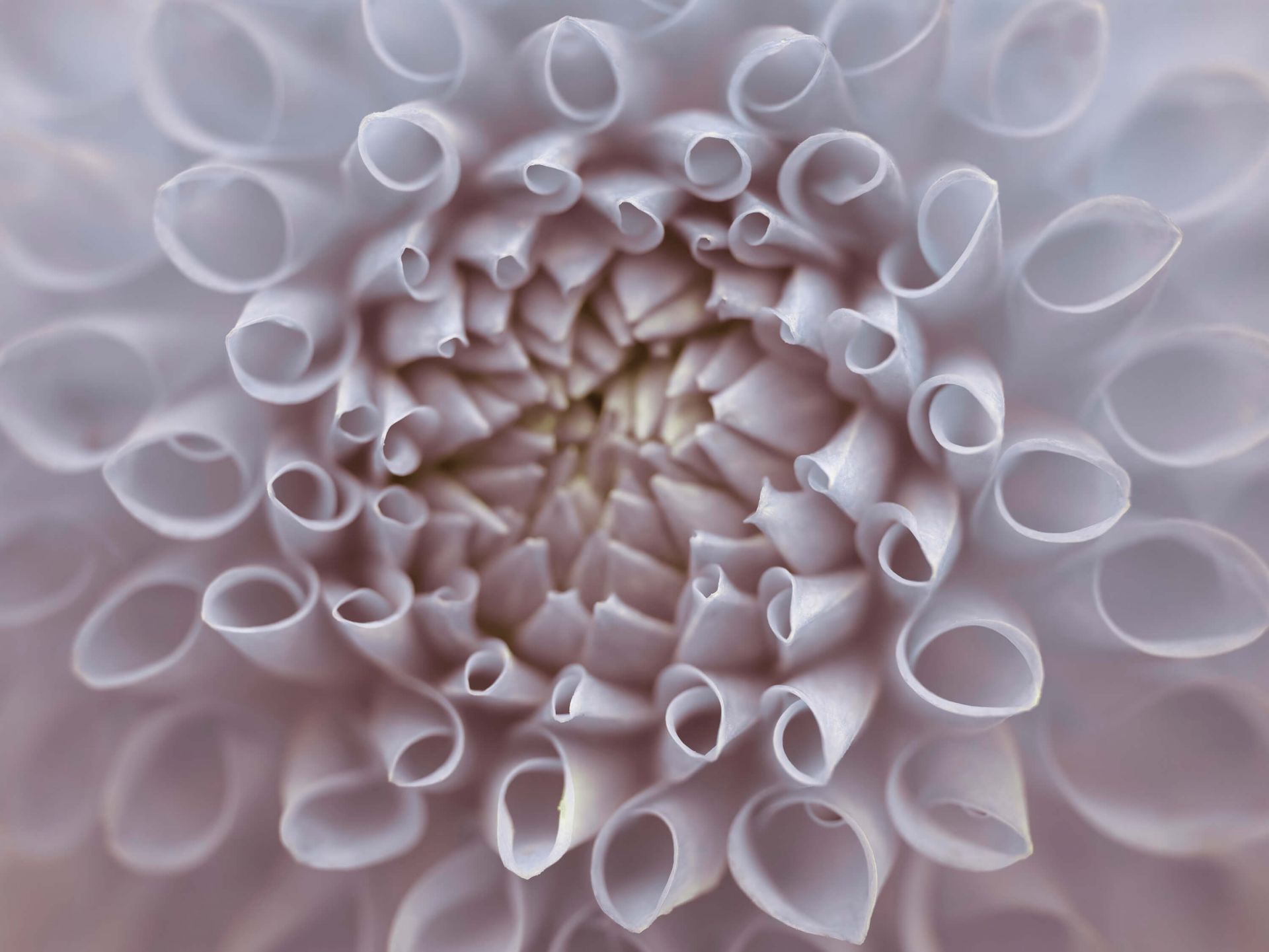 Dahlia close-up main product photo