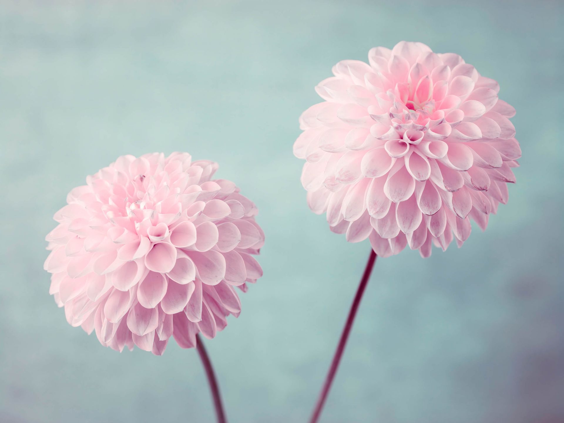 Twee Dahlia bloemen