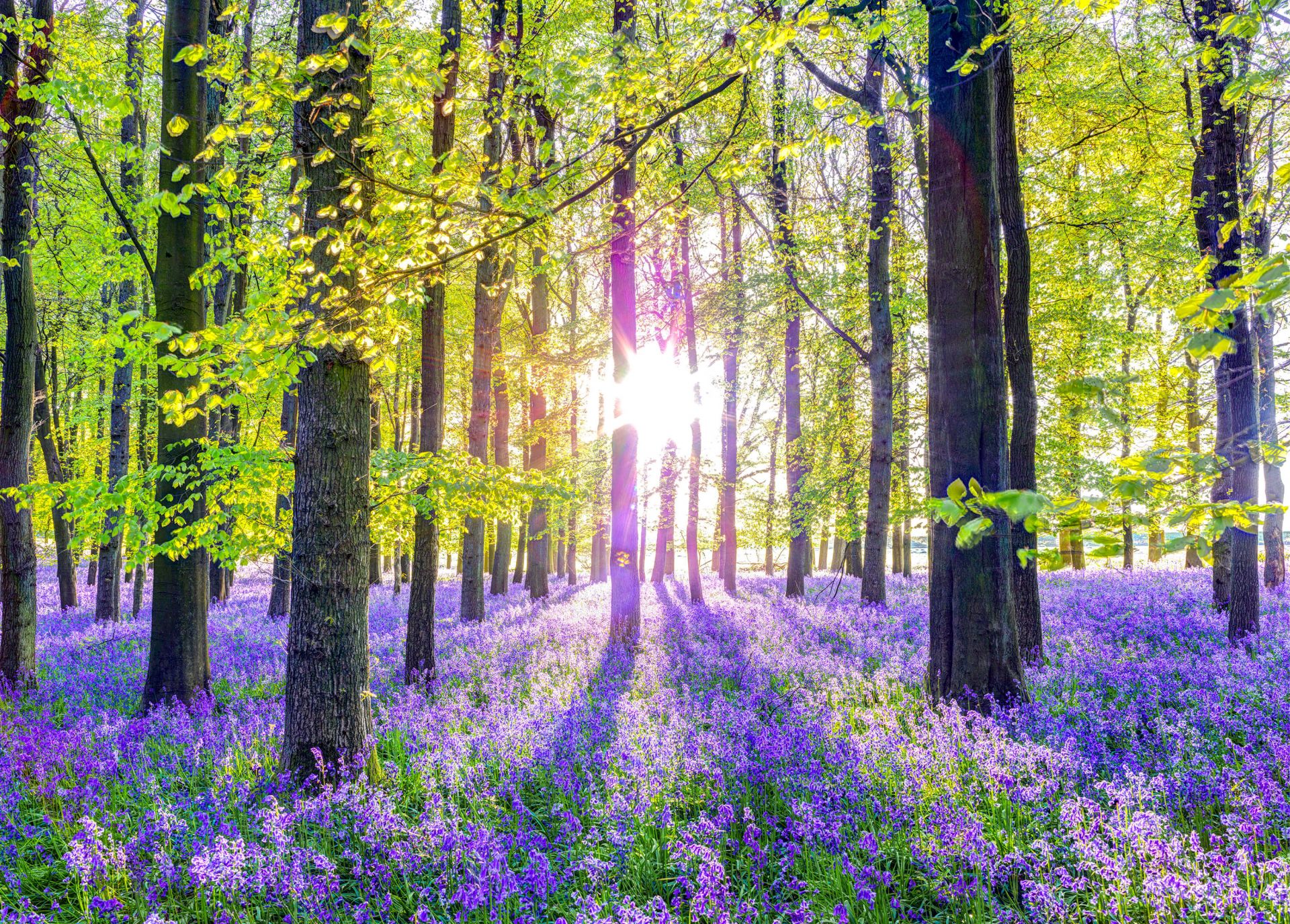 Kleurrijk bos main product photo