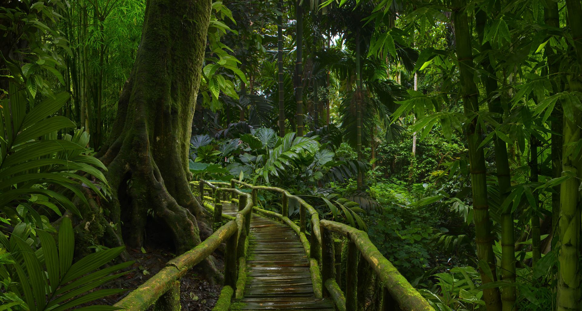 Smalle jungle brug