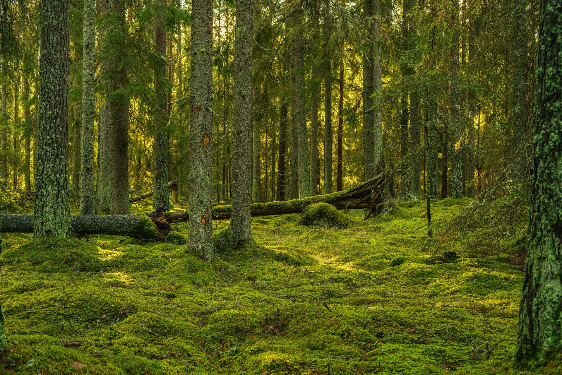Groen dennenbos