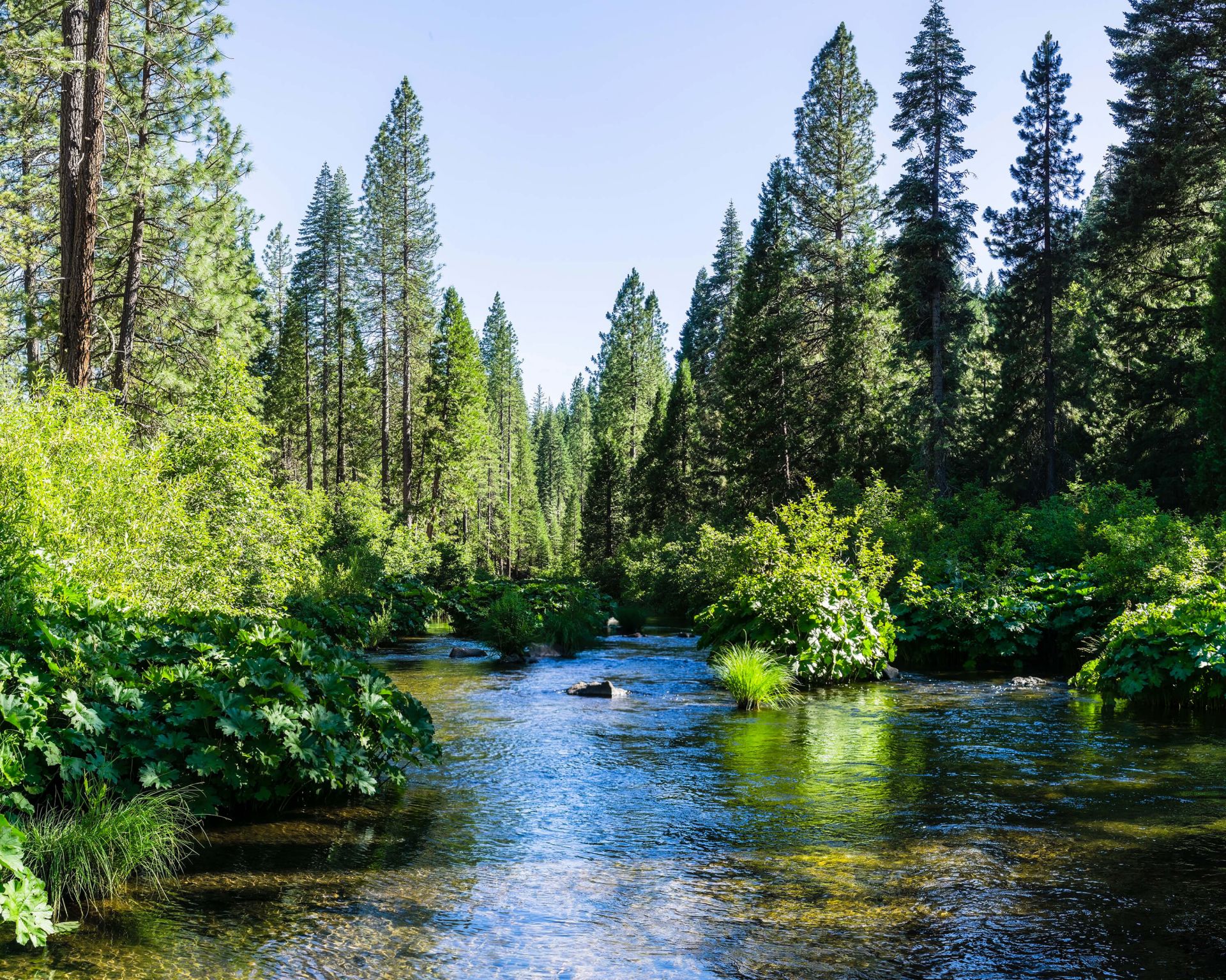 McCloud rivier