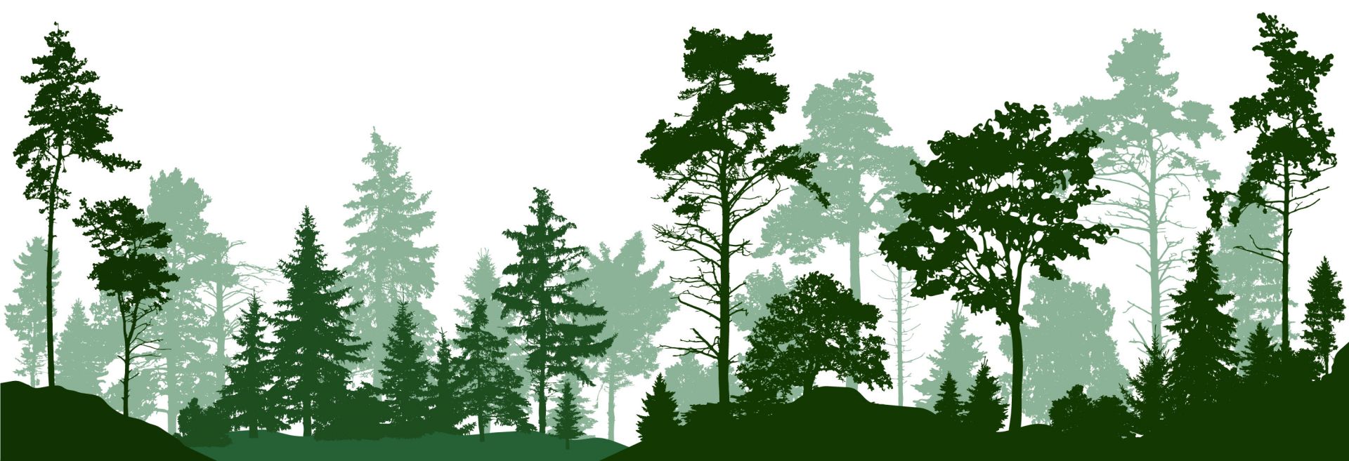 Groen naaldbos