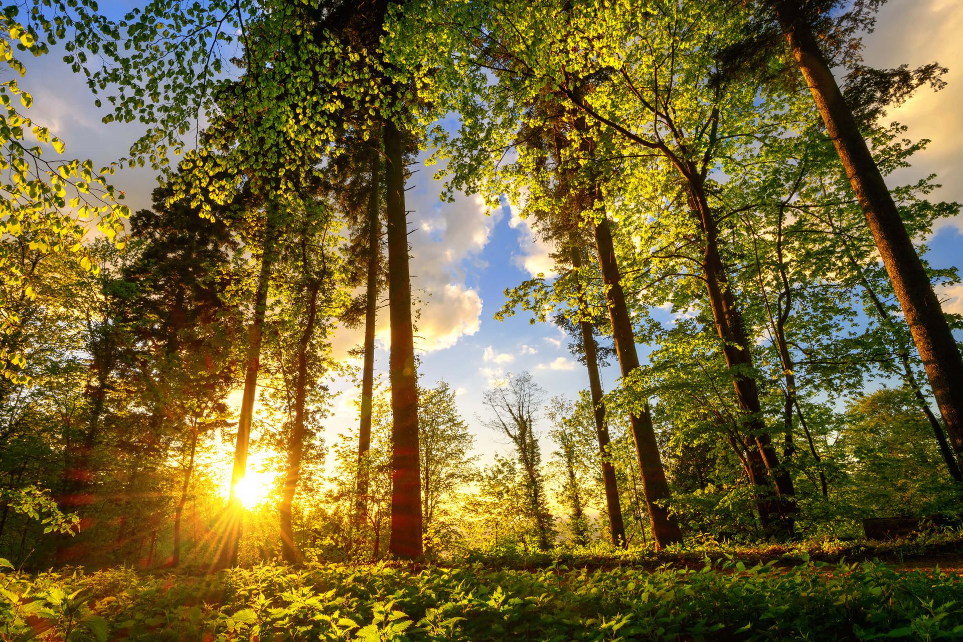 Zonsondergang door de bomen