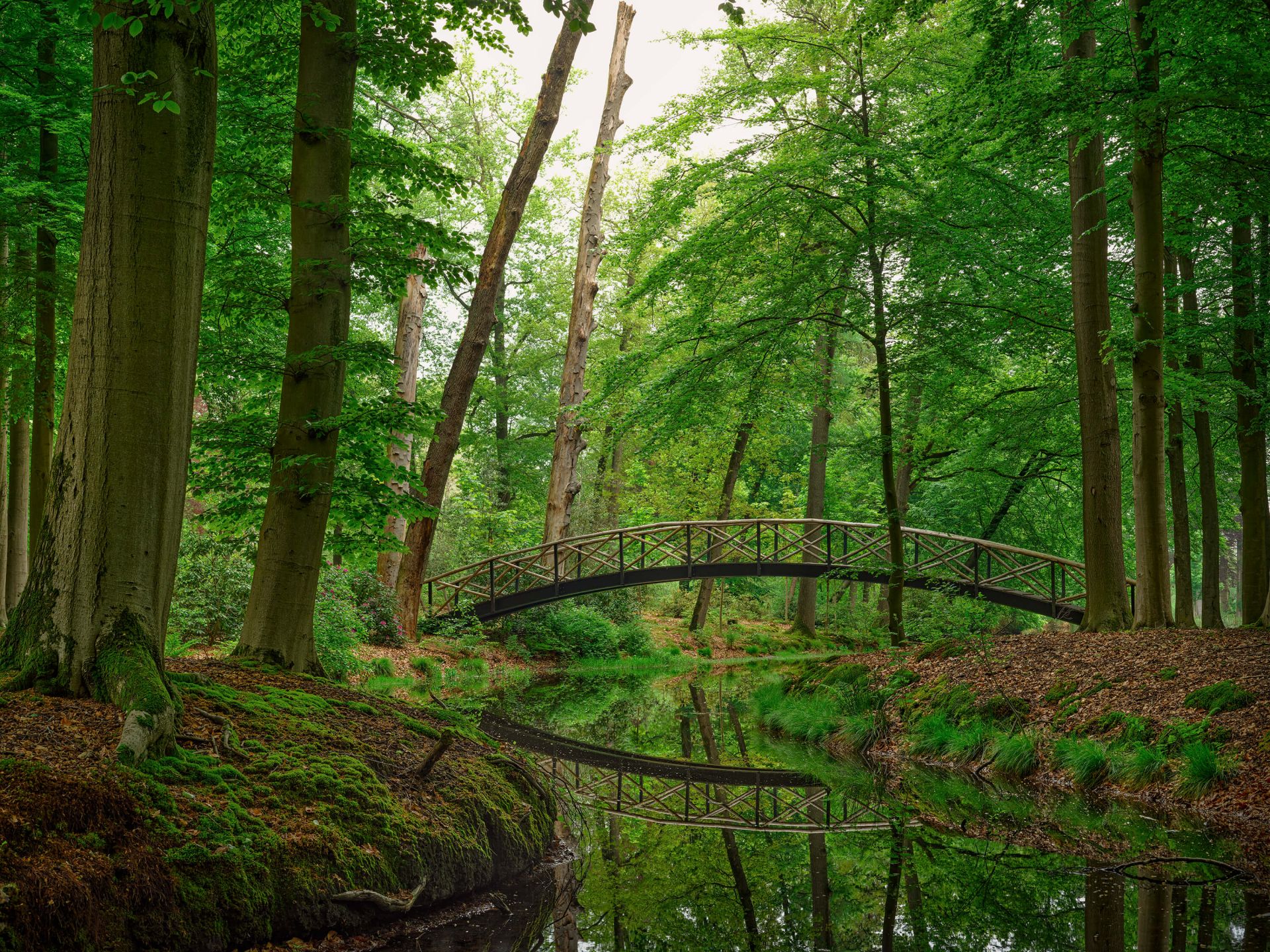 Boogbrug in het bos main product photo