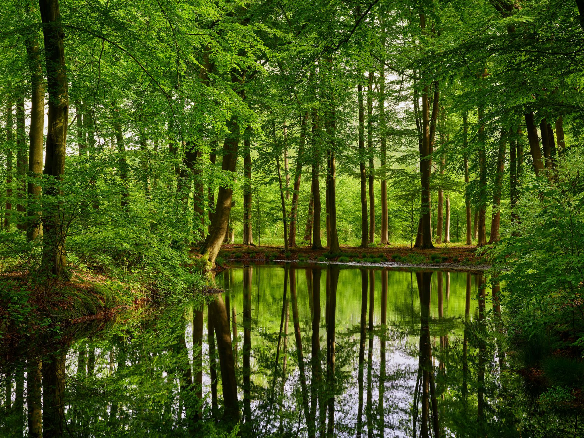 Weerspiegeling van bomen in water