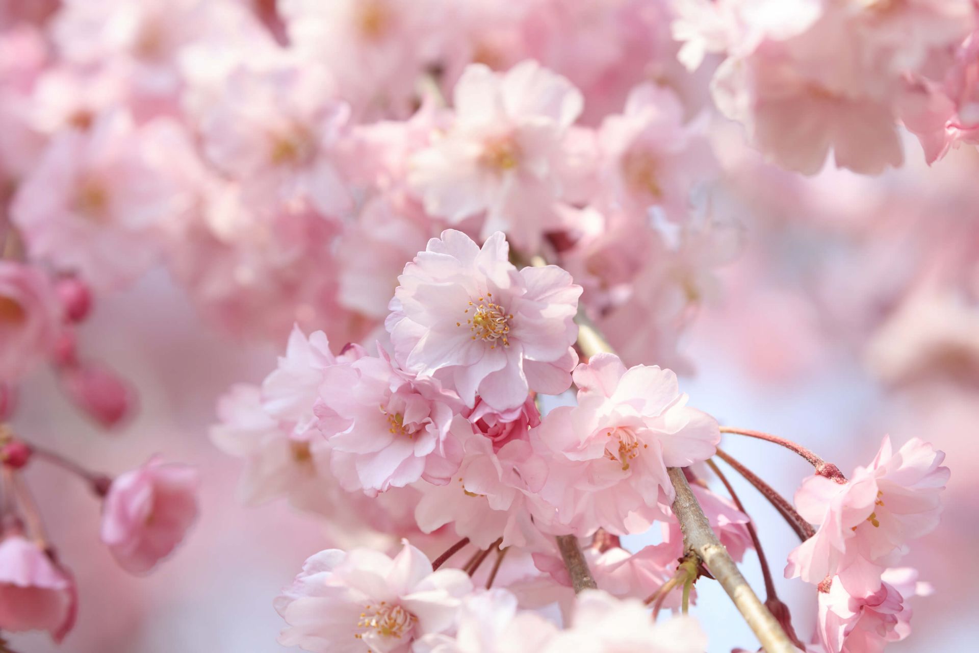 Close-up roze bloesems