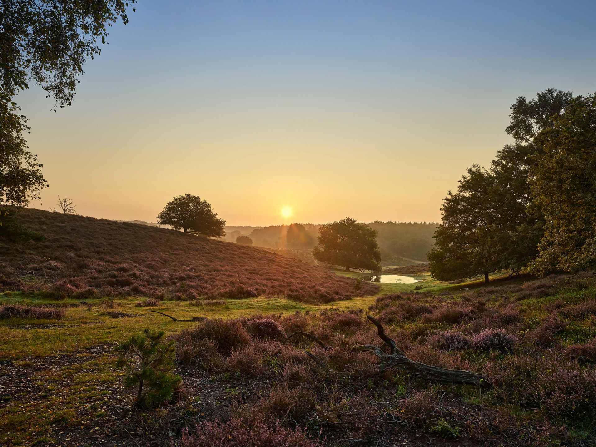 Waterplas op de heide