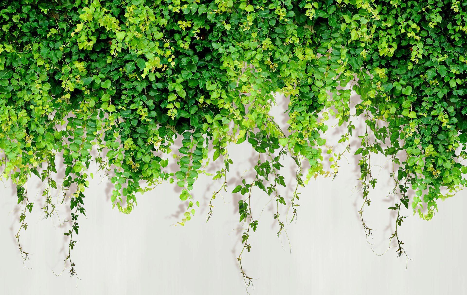 Groene hangende takken fotobehang