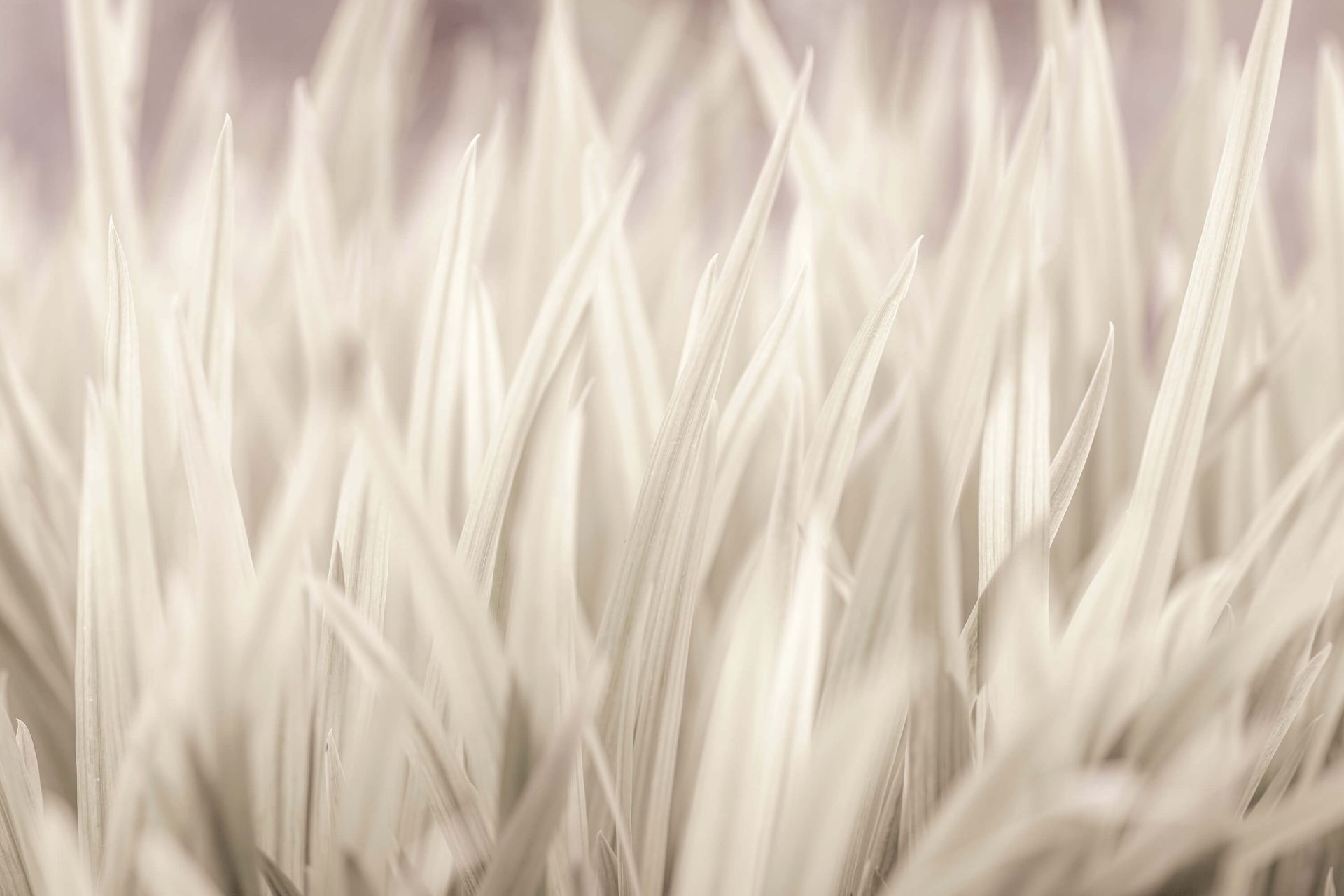 Grassprieten close-up