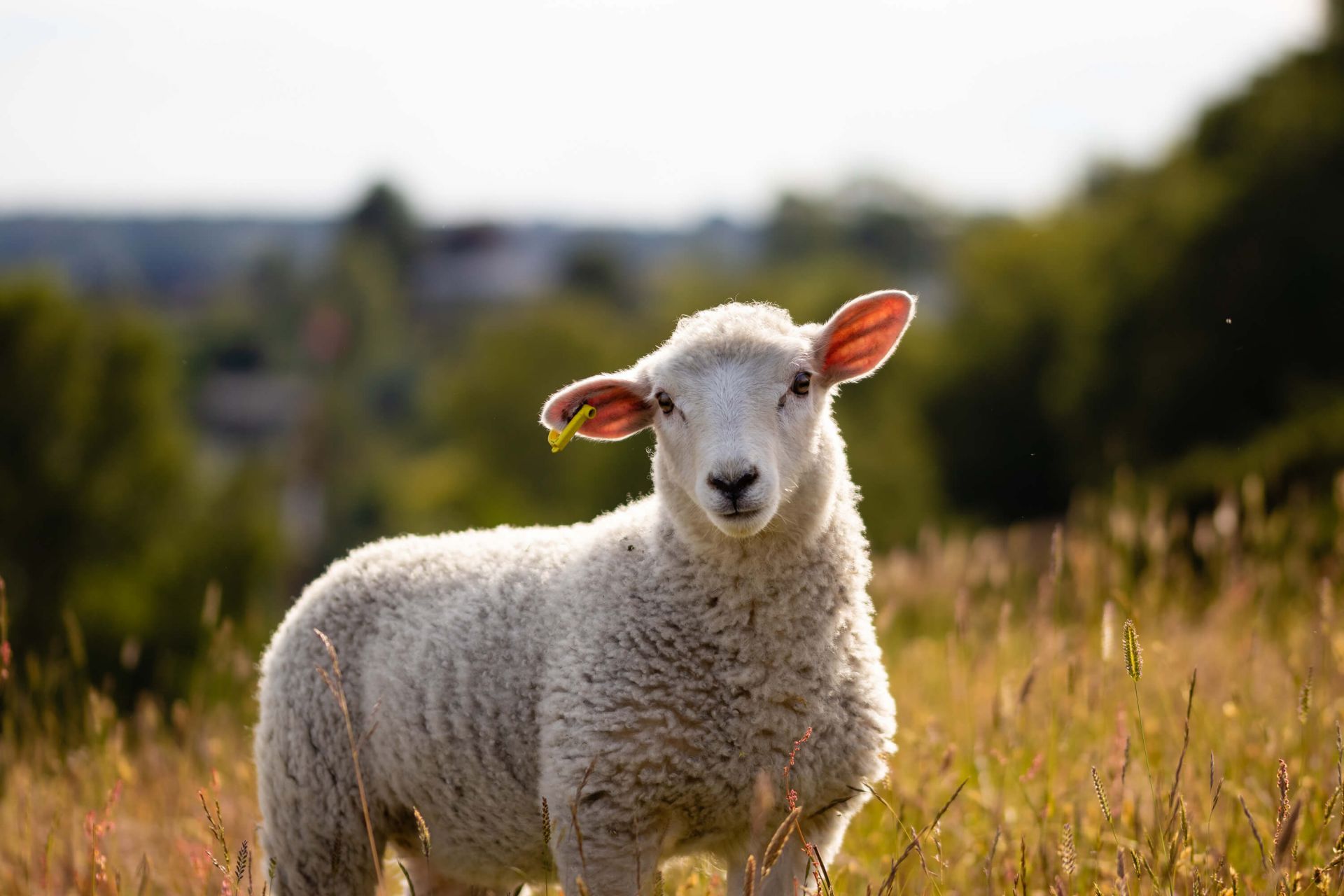 Jong schaap
