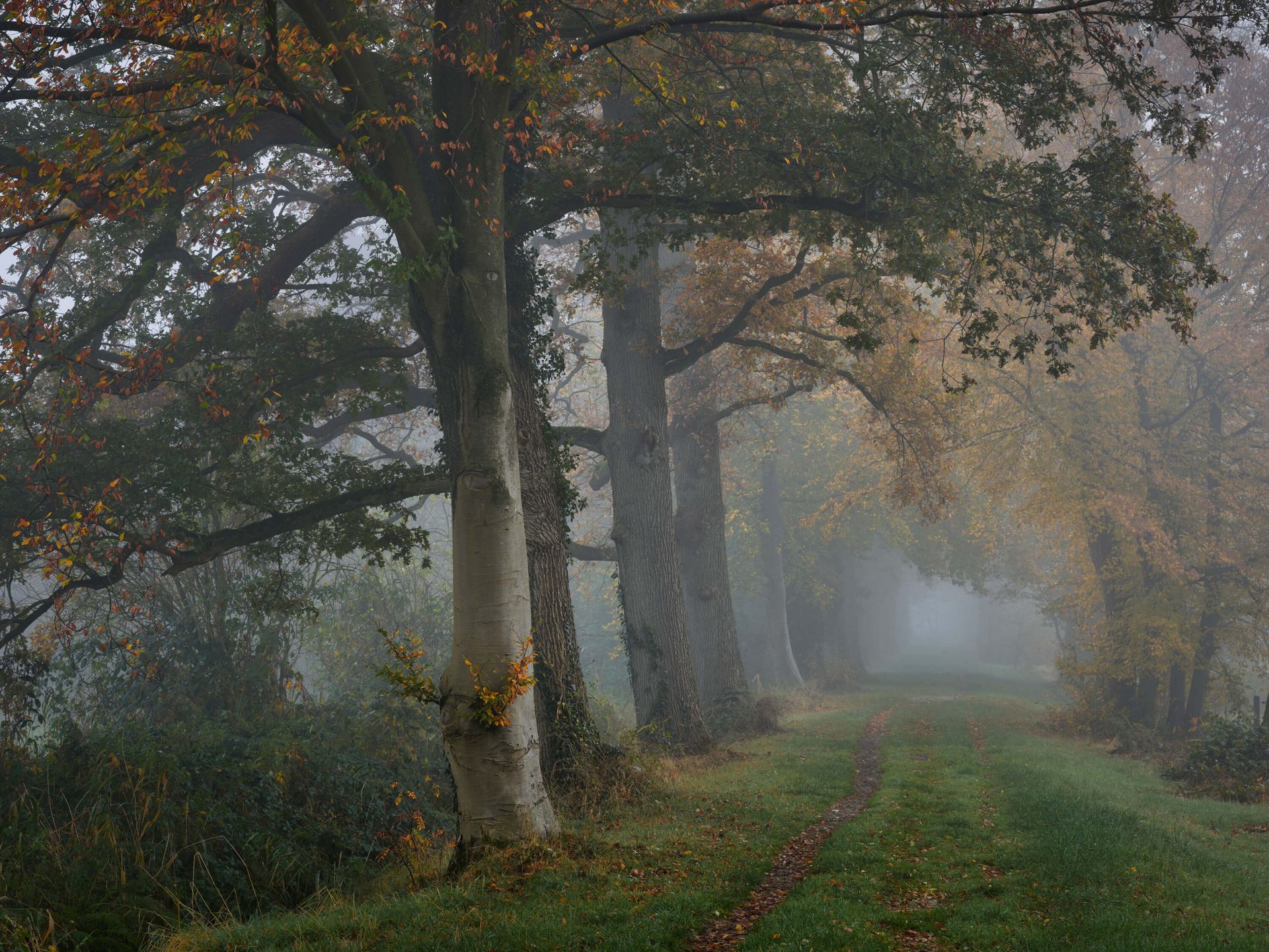 Laantje met bomen in de mist