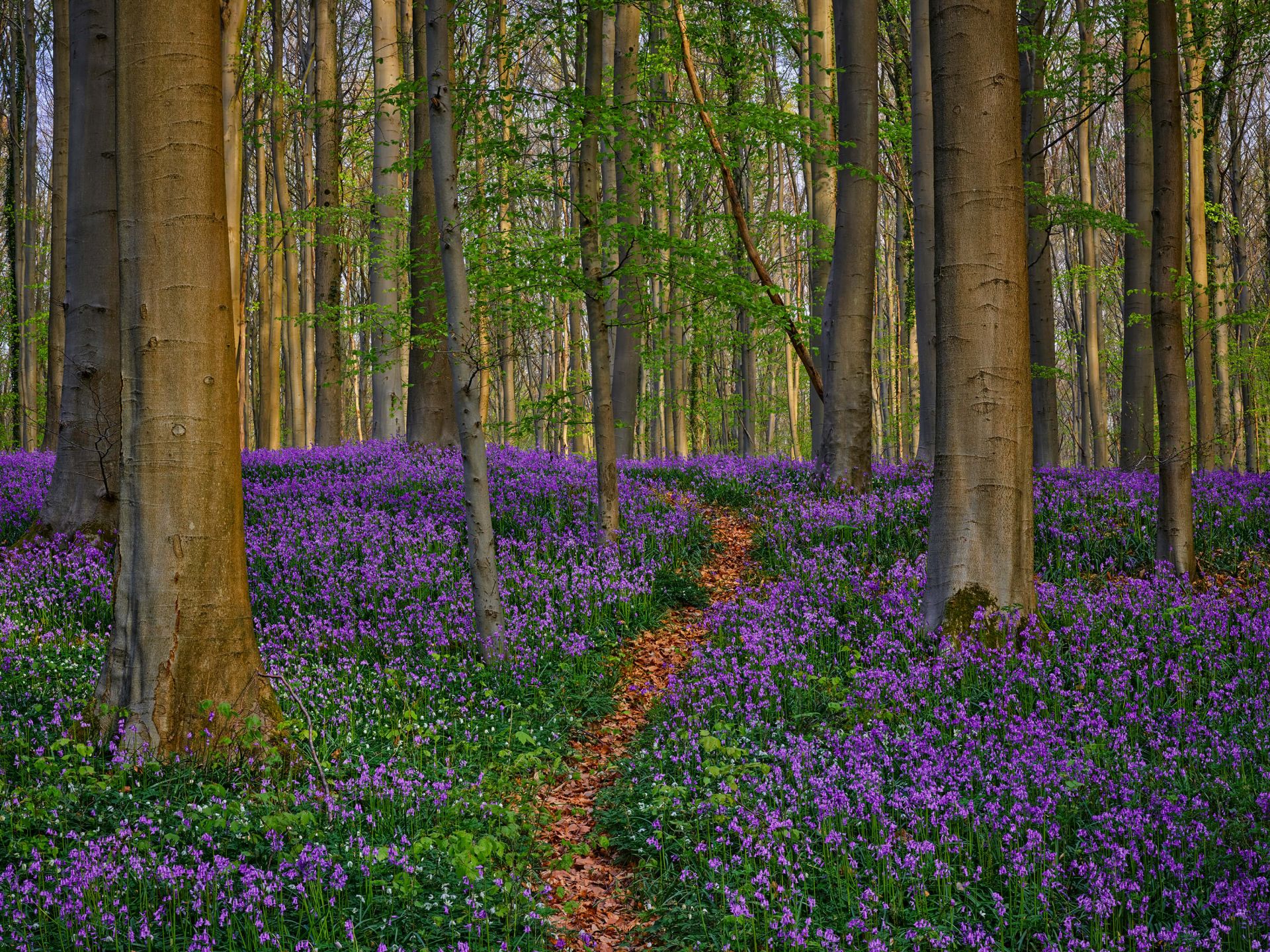 Mooi paadje door het bos