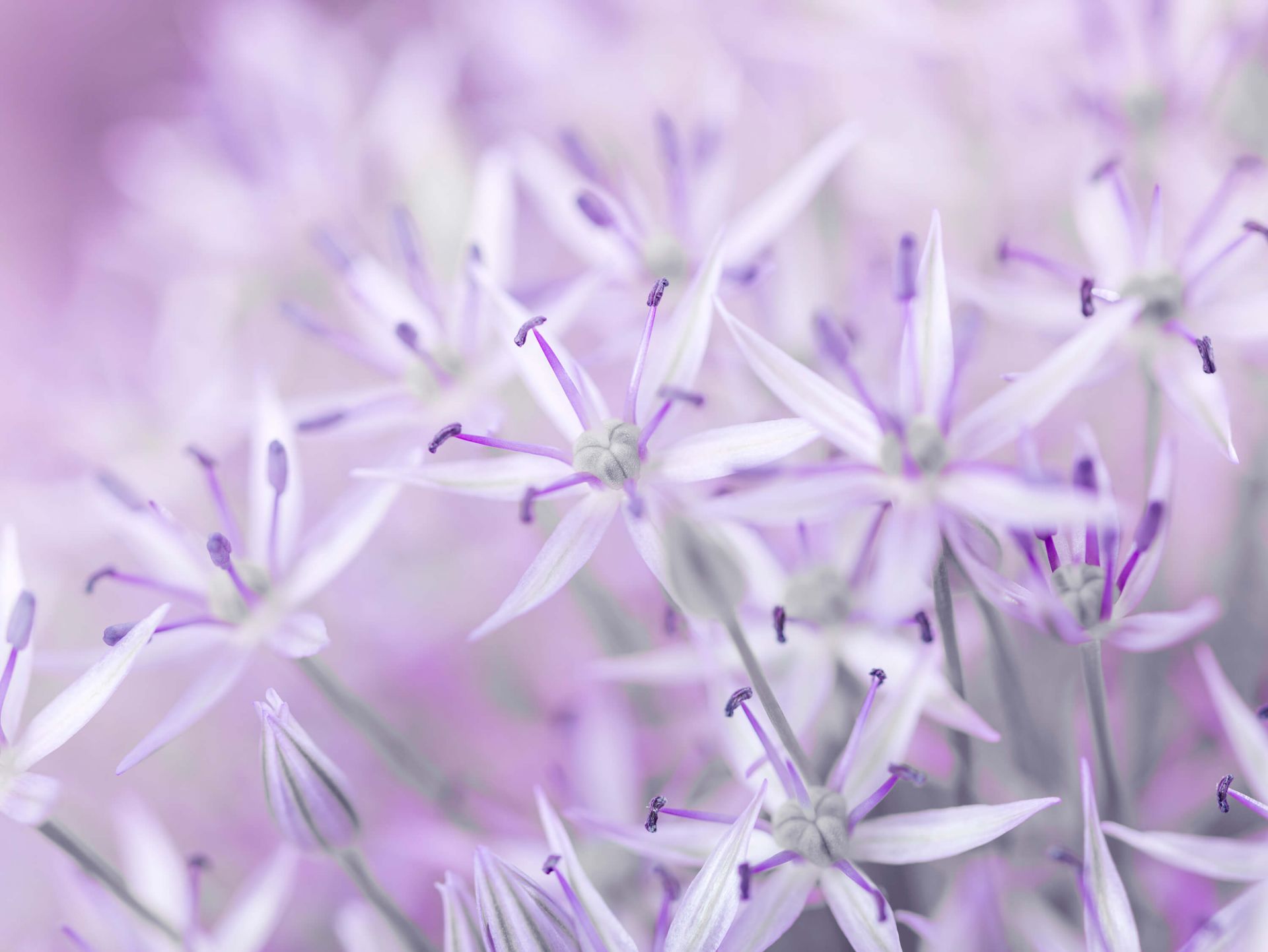 Close-up allium bloemen
