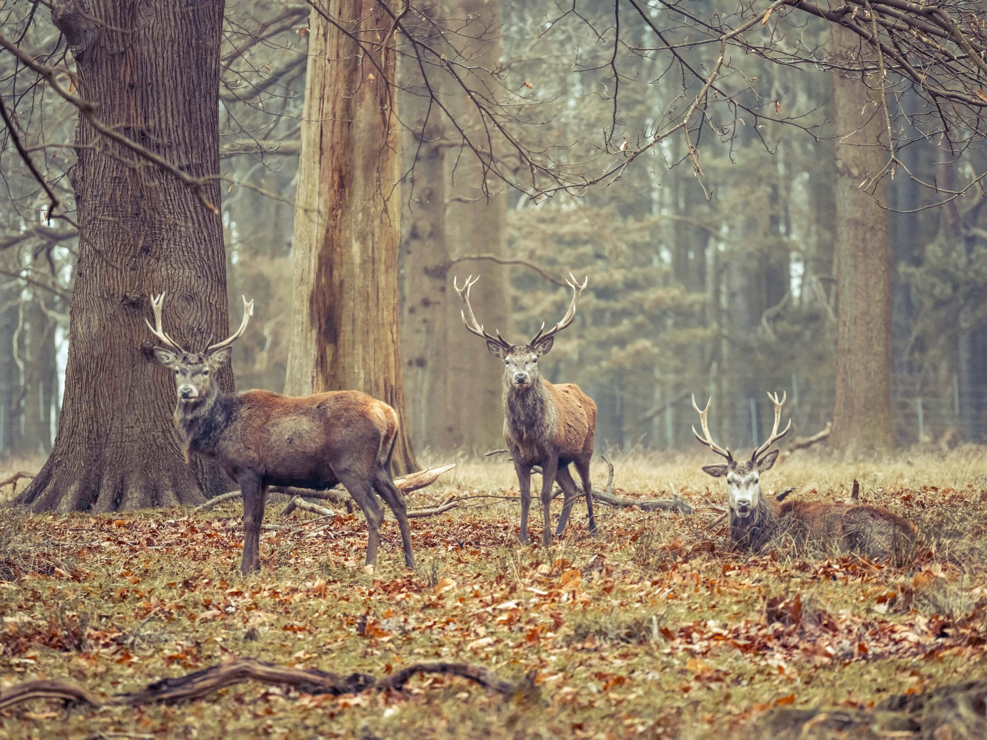 Wilde herten