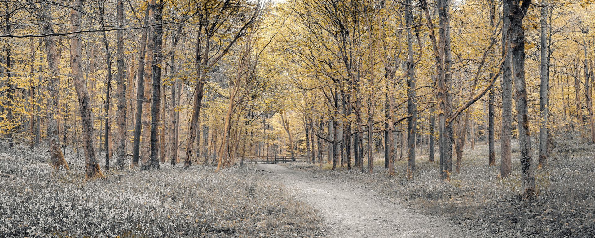 Bosweg tijdens de herfst