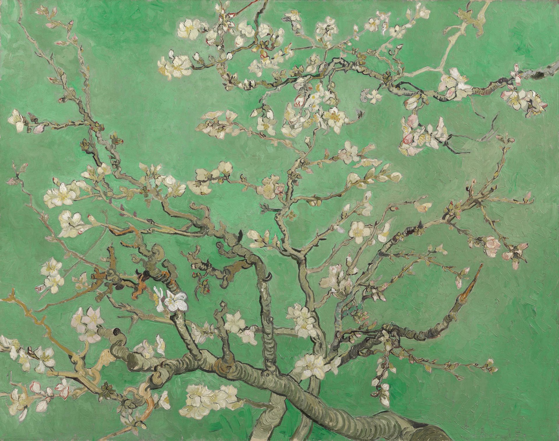 Lente Amandelbloesem