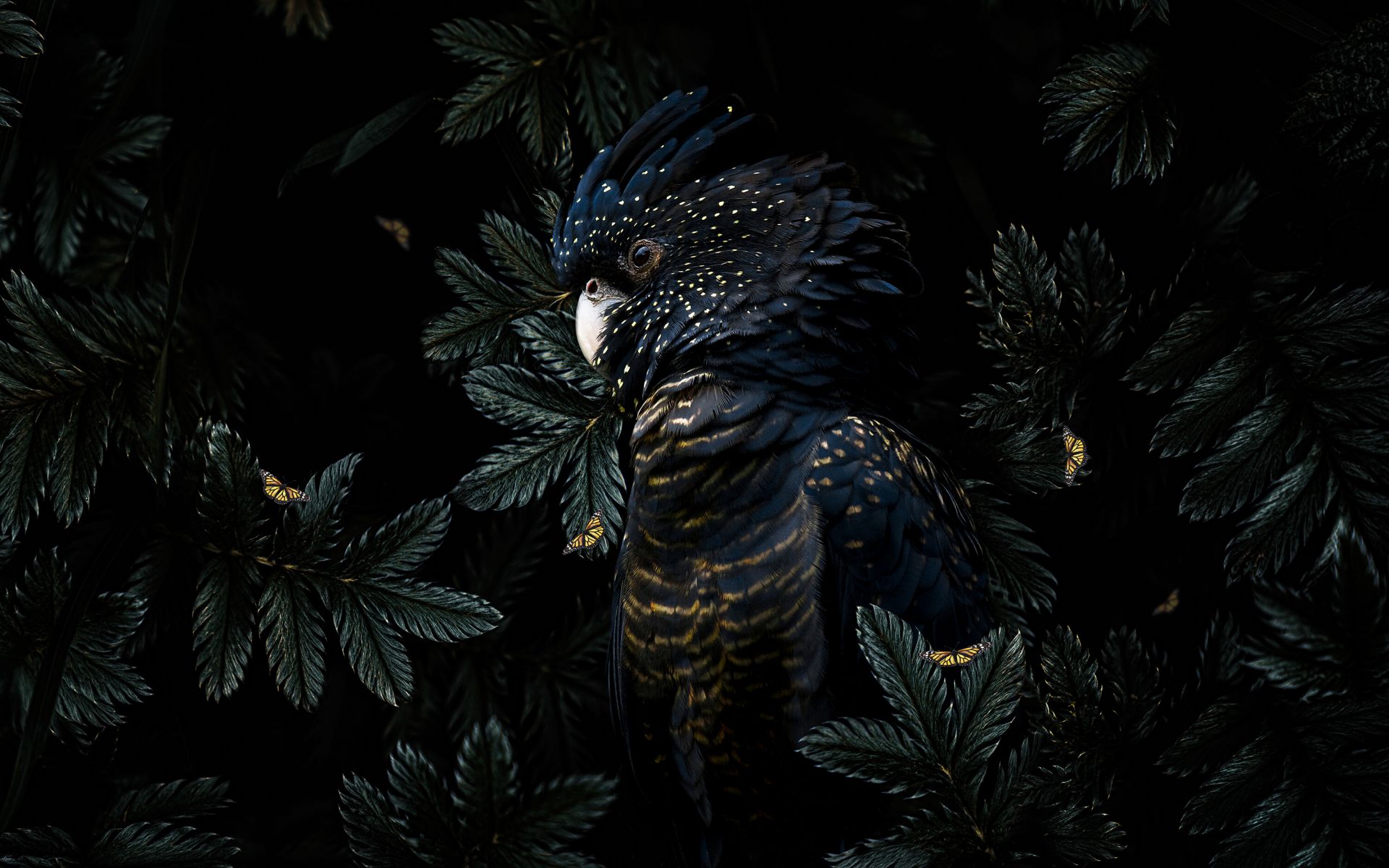 Jungle Cockatoo 2 main product photo