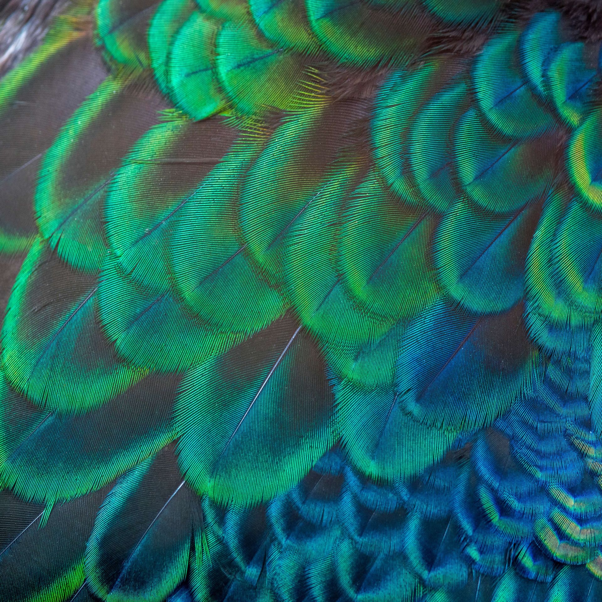 Close-up van pauwenveren main product photo